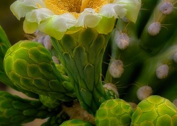 Saguaro cacti in bloom